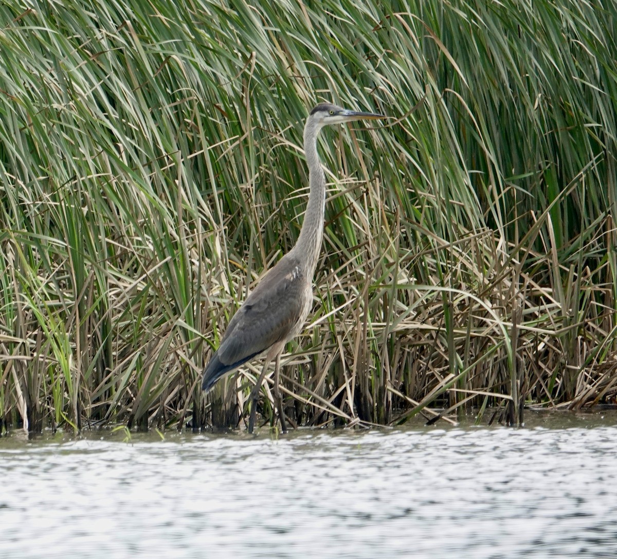 Great Blue Heron - ML621879573