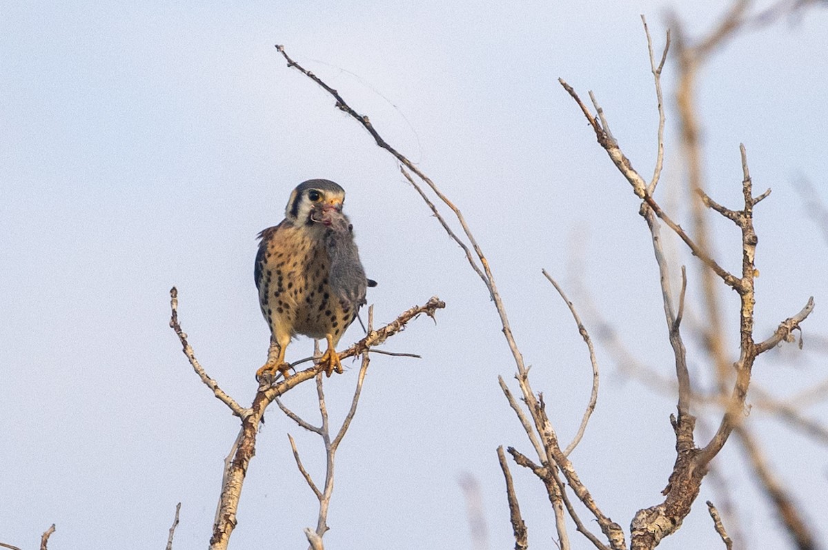 American Kestrel - ML621879589