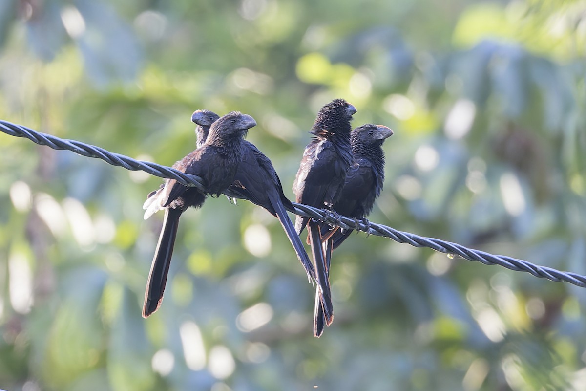 Smooth-billed Ani - ML621879594