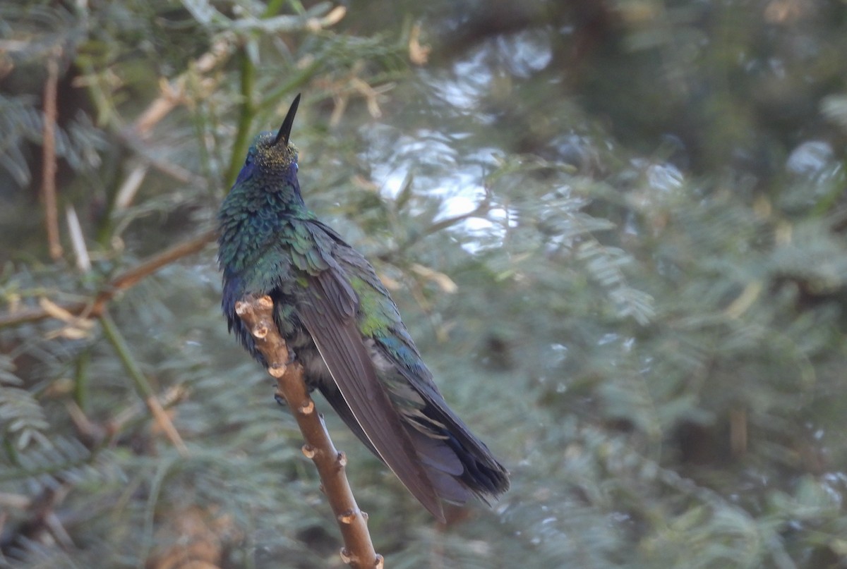 Sparkling Violetear - ML621879595