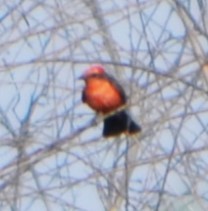 Vermilion Flycatcher - ML621879597