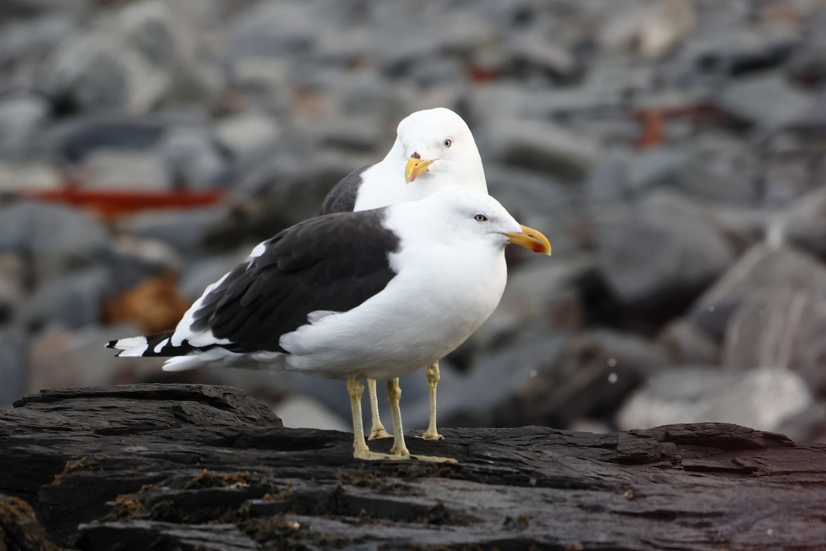 Kelp Gull (dominicanus) - ML621879598