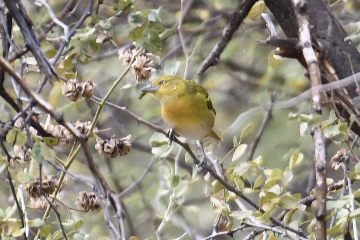 Lesser Masked-Weaver - ML621879606