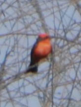 Vermilion Flycatcher - ML621879607