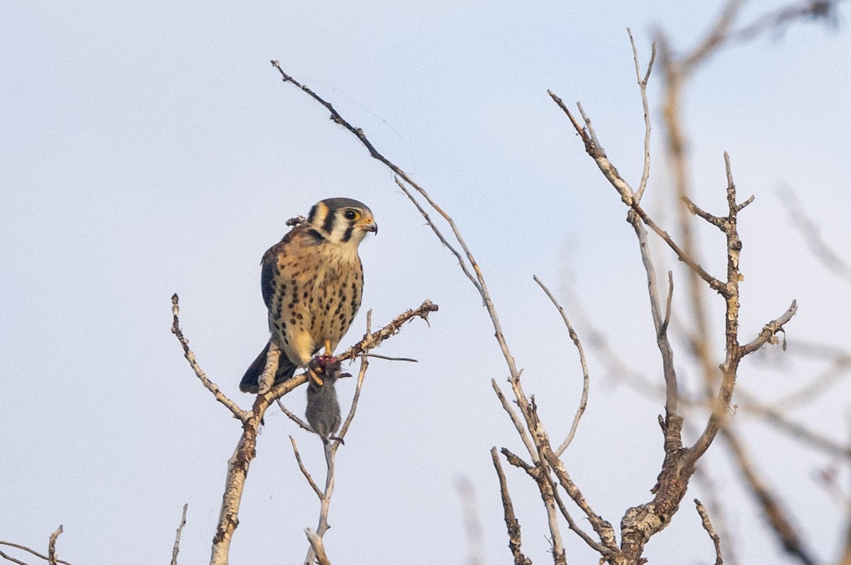 American Kestrel - ML621879608