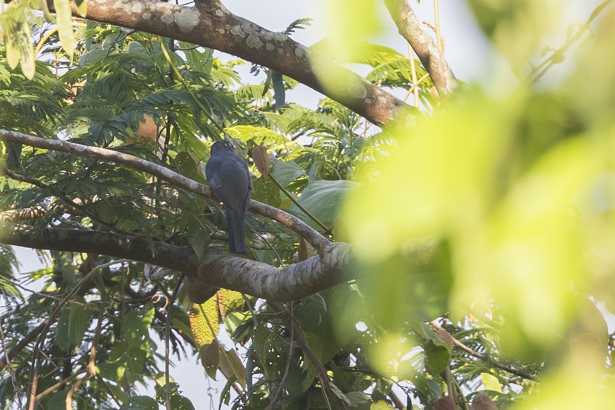 Blue-crowned Trogon - Dana Cameron