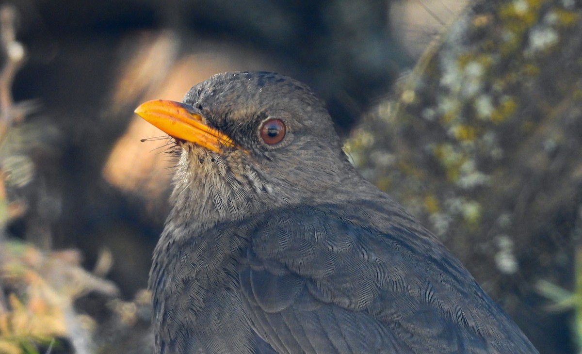 Chiguanco Thrush - ML621879618