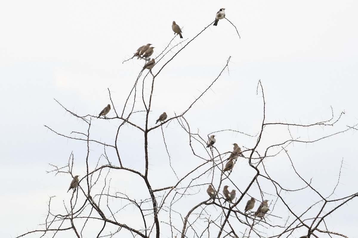 Wattled Starling - ML621879622