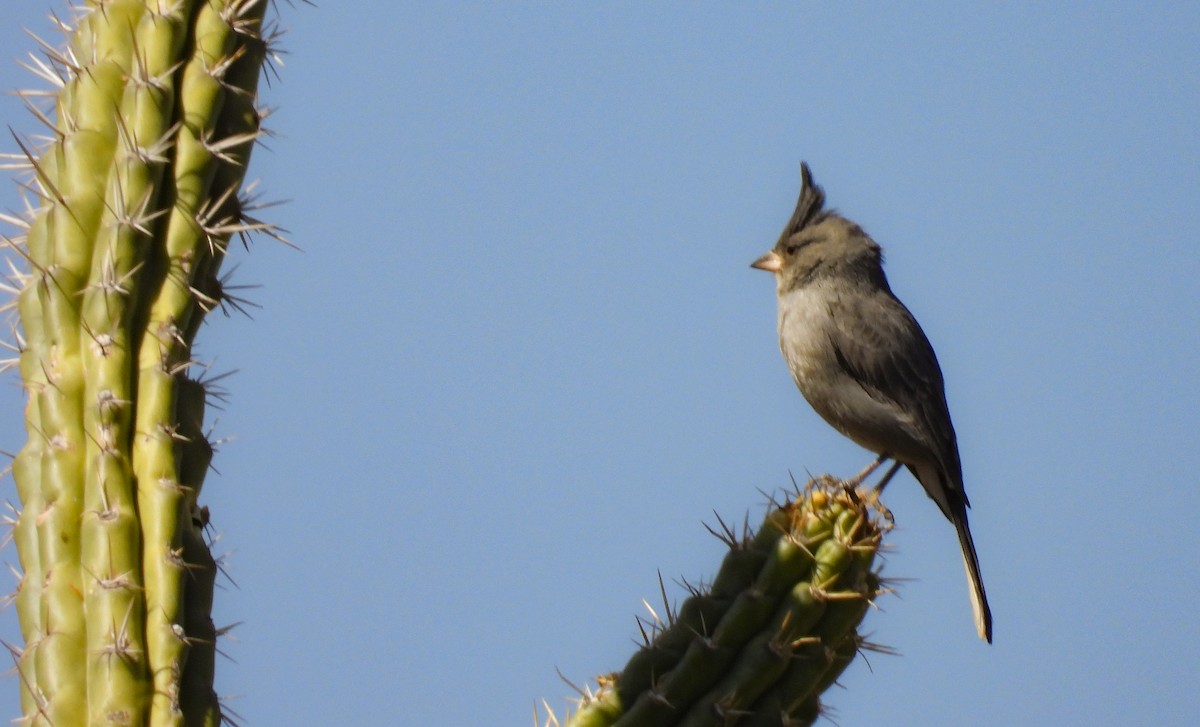 Gray-crested Finch - ML621879628