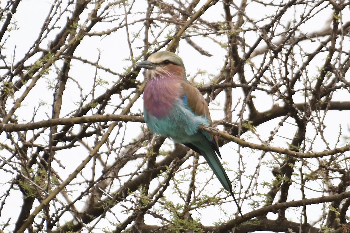 Lilac-breasted Roller - ML621879641