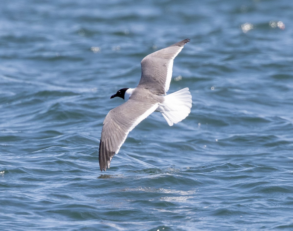 Laughing Gull - ML621879645