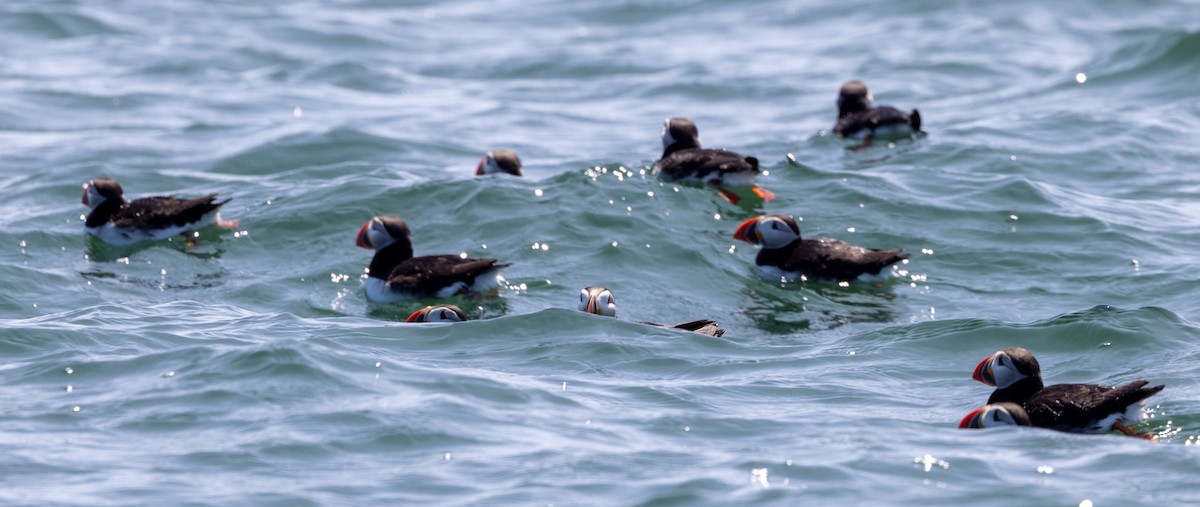 Atlantic Puffin - ML621879653