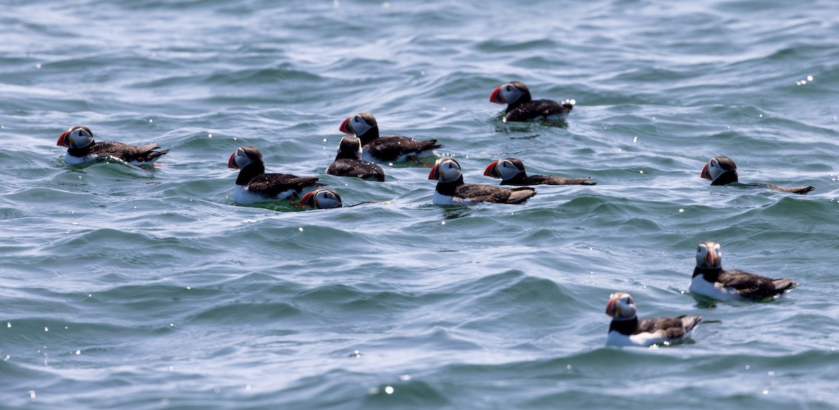 Atlantic Puffin - ML621879654