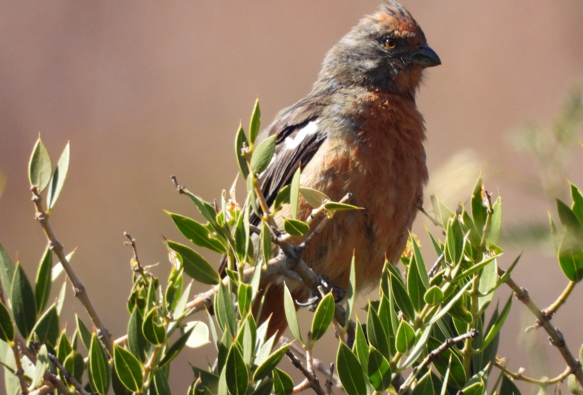 White-tipped Plantcutter - ML621879657