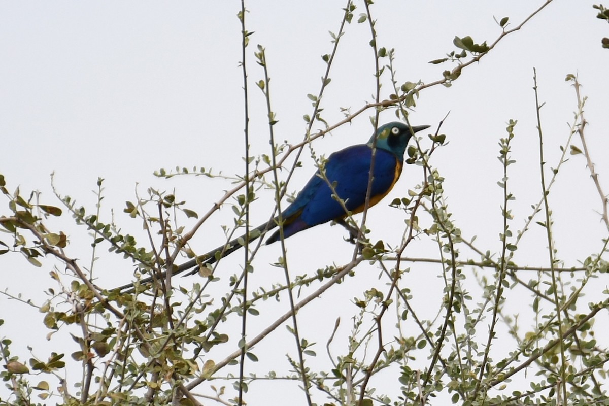 Golden-breasted Starling - ML621879662