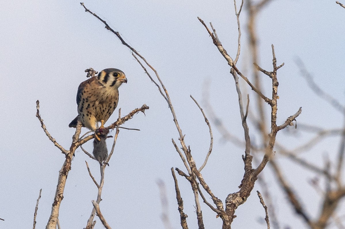 American Kestrel - Shawn Taylor