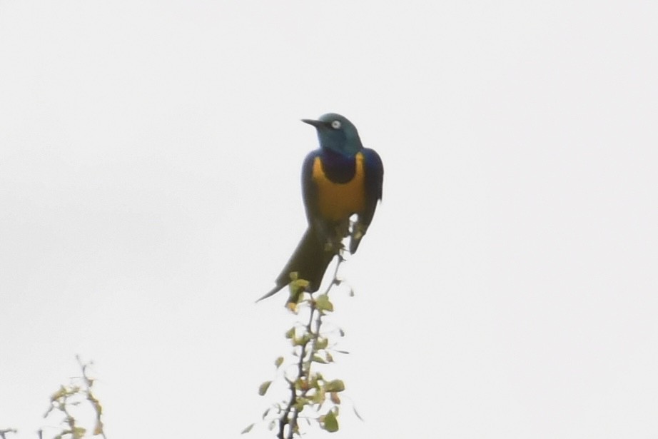 Golden-breasted Starling - ML621879672