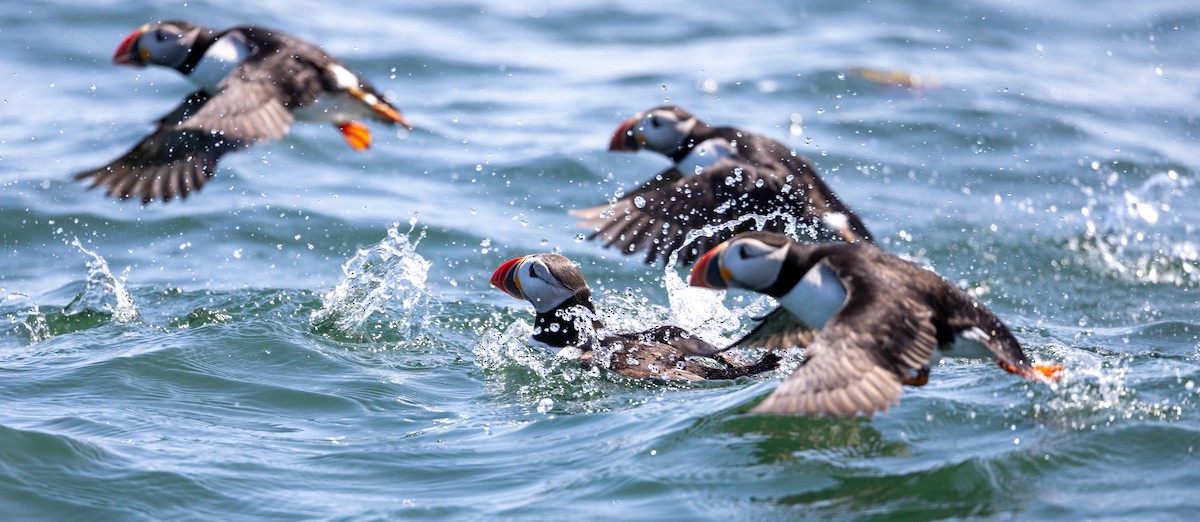 Atlantic Puffin - ML621879680