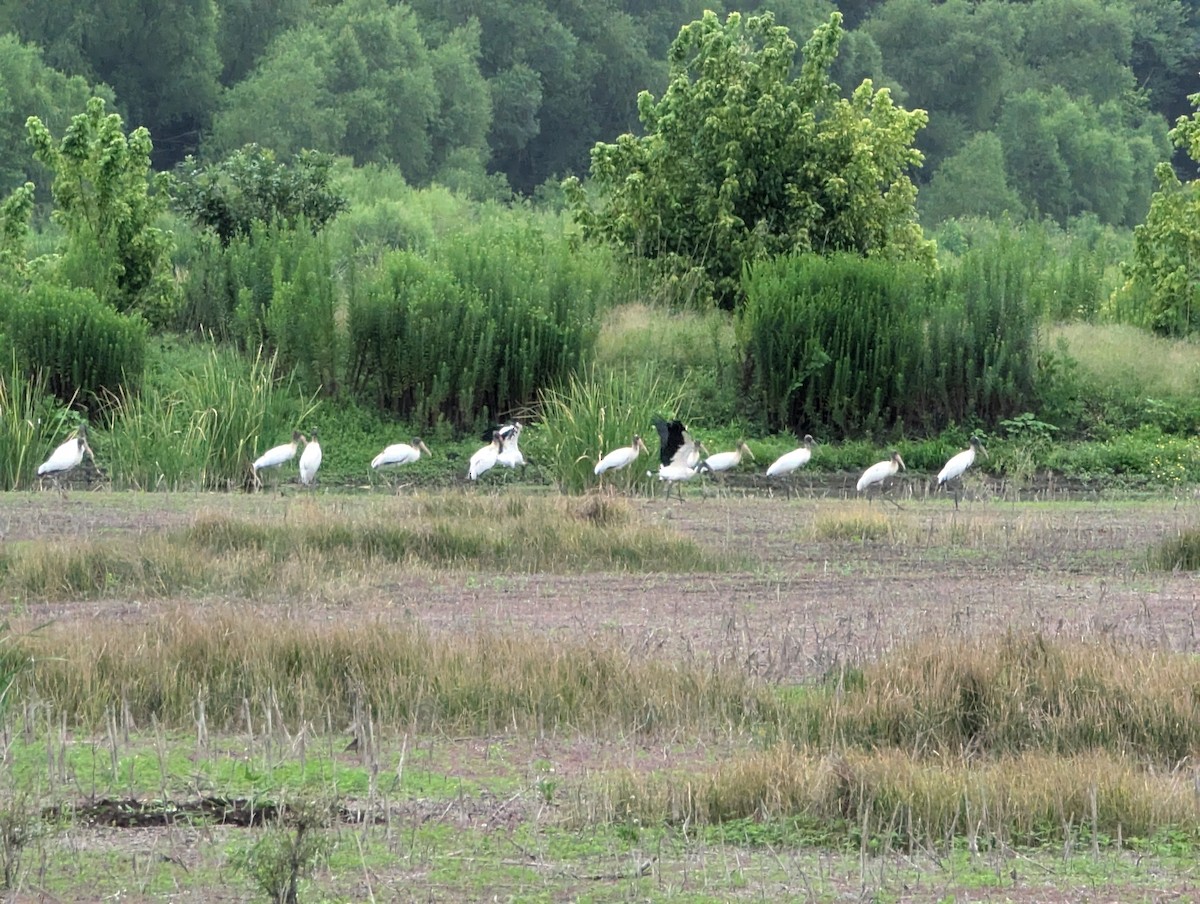 Wood Stork - ML621879690