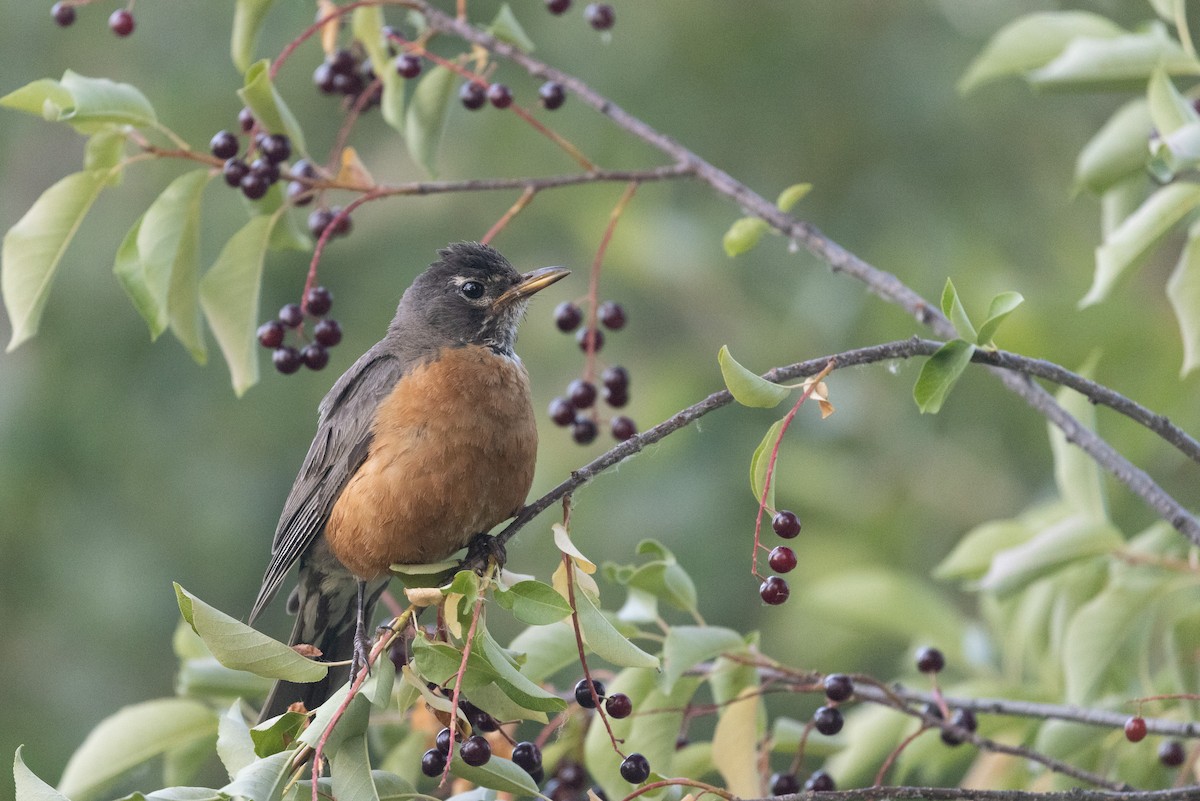 American Robin - Shawn Taylor