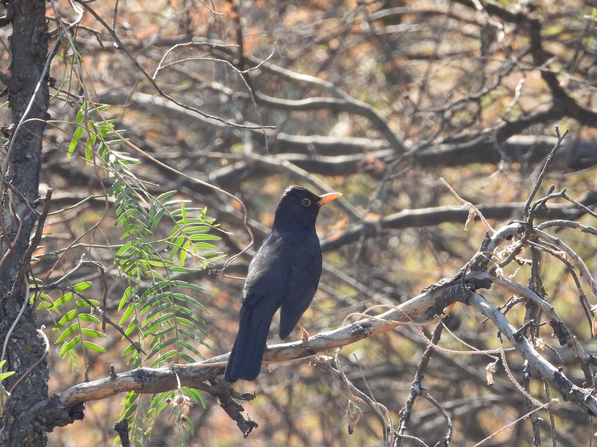 Chiguanco Thrush - ML621879716