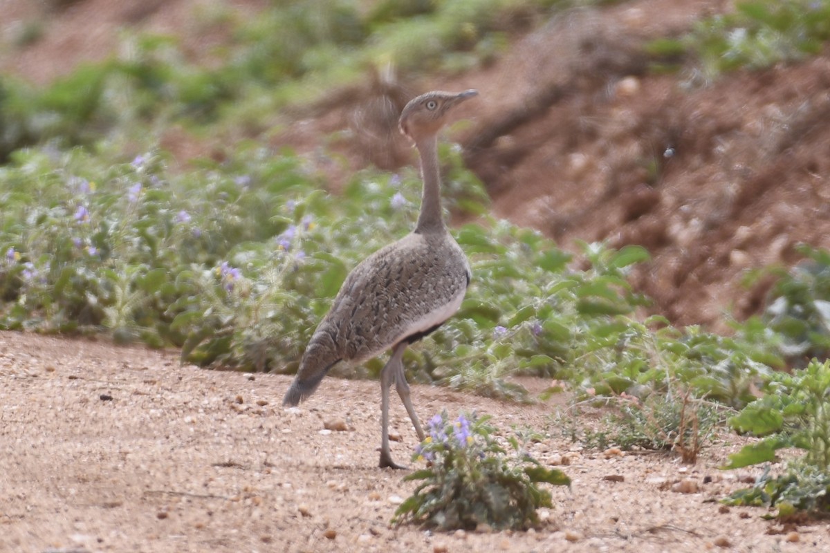 Buff-crested Bustard - ML621879720