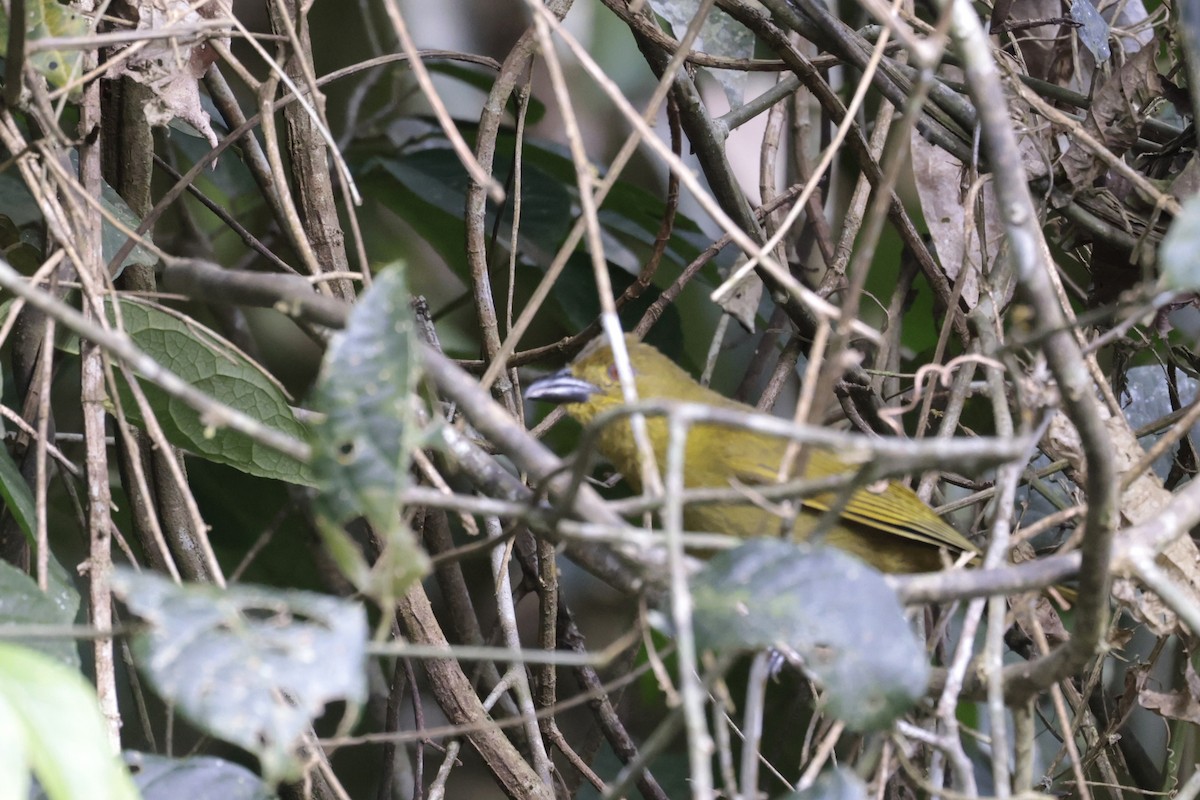 Yellow-lored Tanager - ML621879721