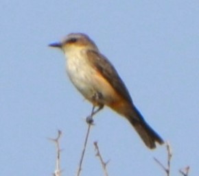 Cassin's Kingbird - ML621879729