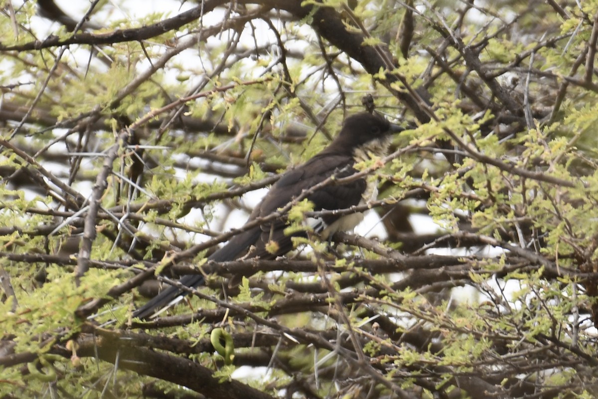 Pied Cuckoo - ML621879730