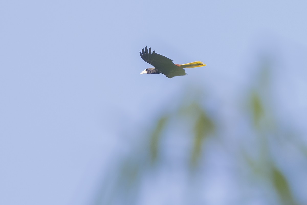 Crested Oropendola - ML621879733