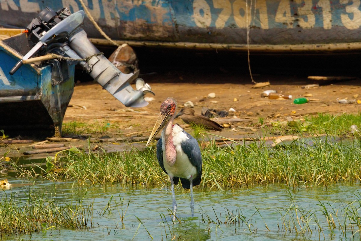 Marabou Stork - ML621879745