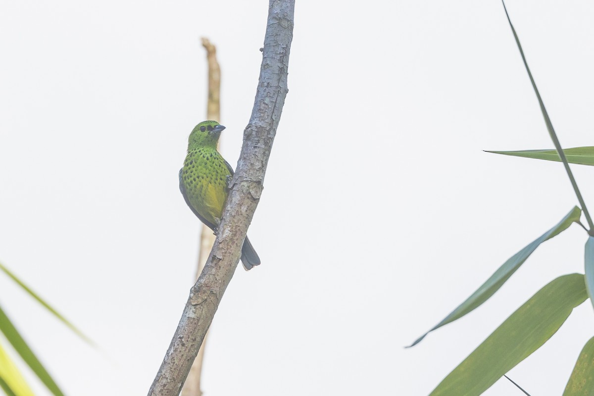 Yellow-bellied Tanager - ML621879746