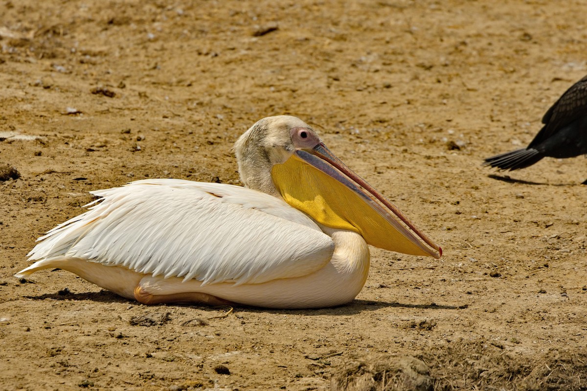 Great White Pelican - ML621879754