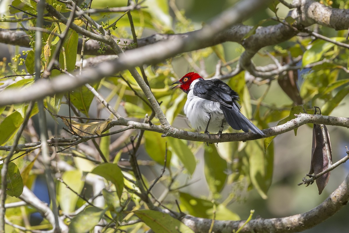 Red-capped Cardinal - Dana Cameron