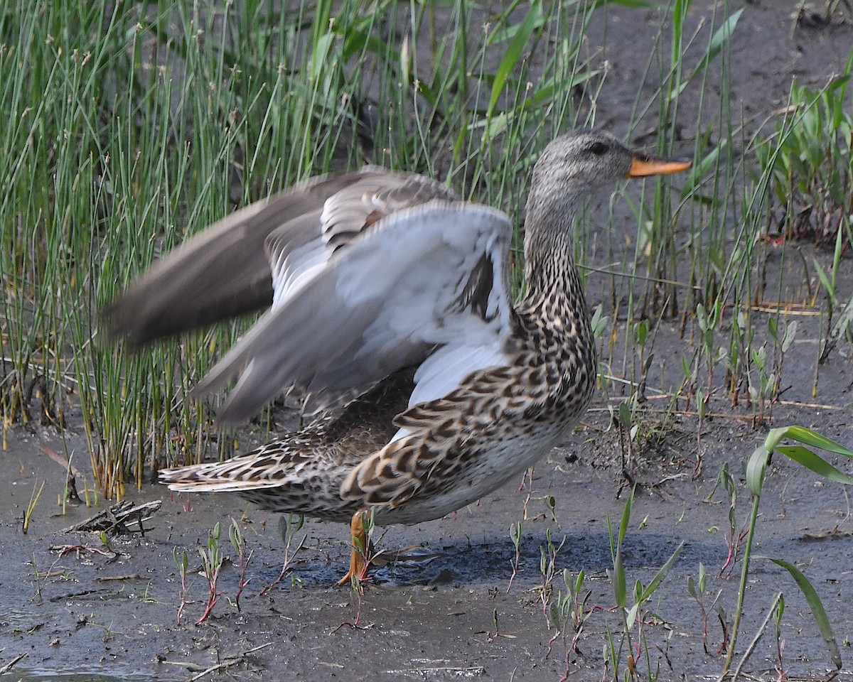 Gadwall - ML621879778