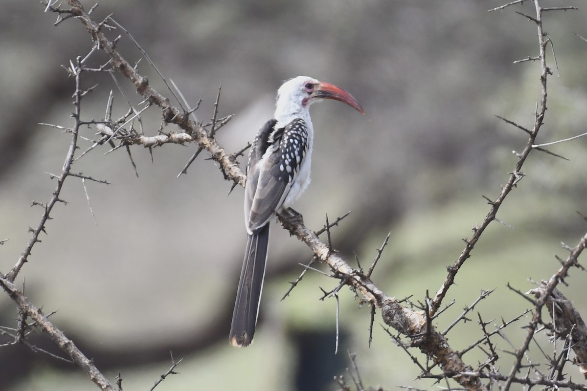 Northern Red-billed Hornbill - ML621879789