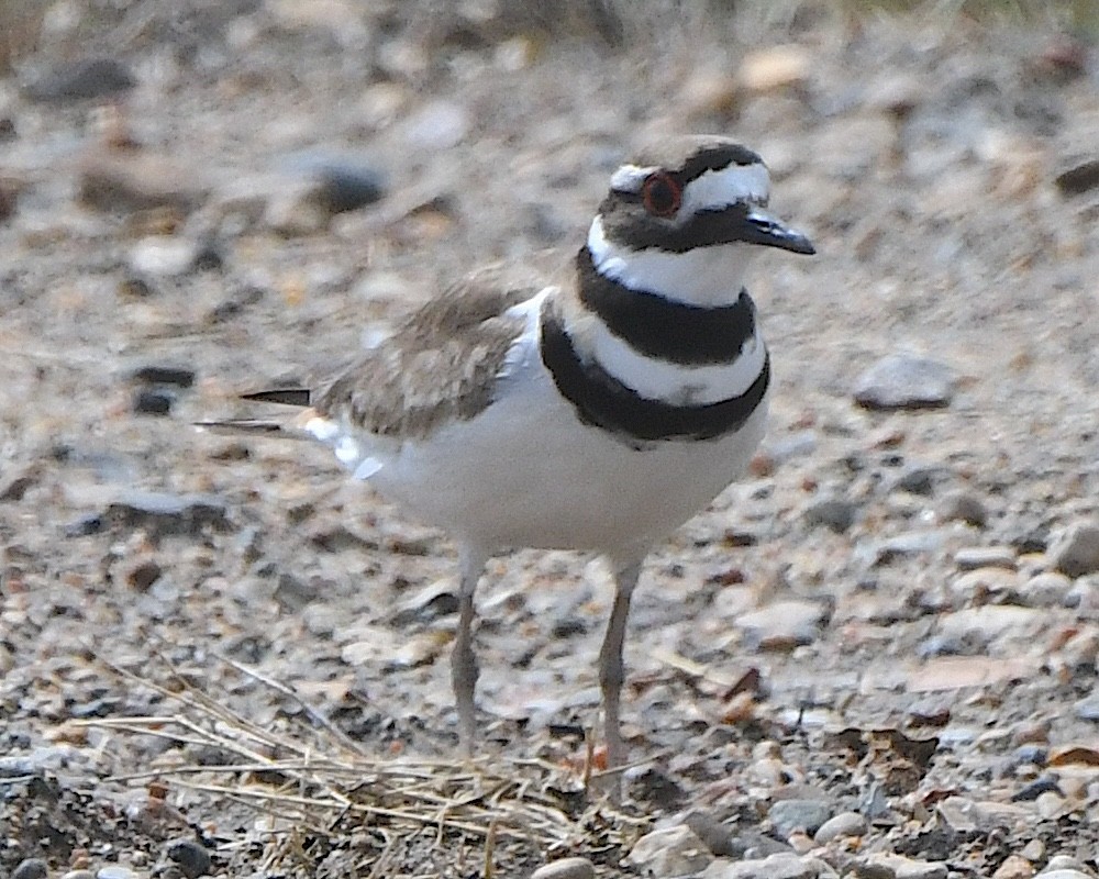 Killdeer - ML621879792