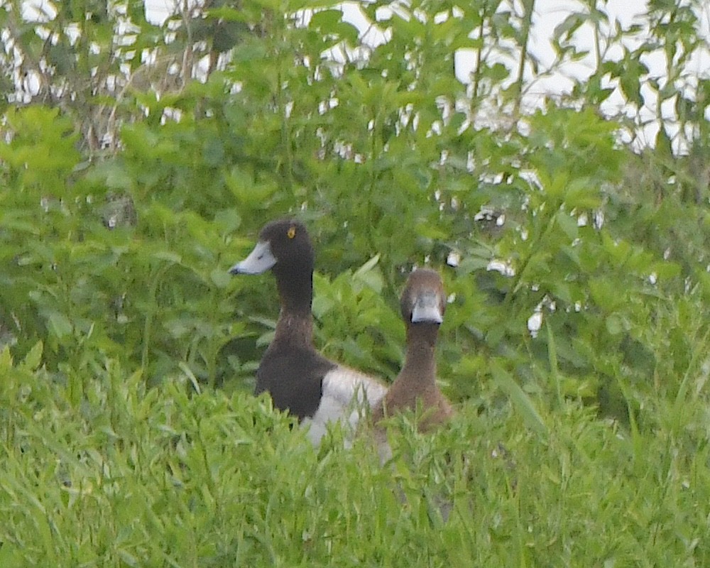 Lesser Scaup - ML621879802