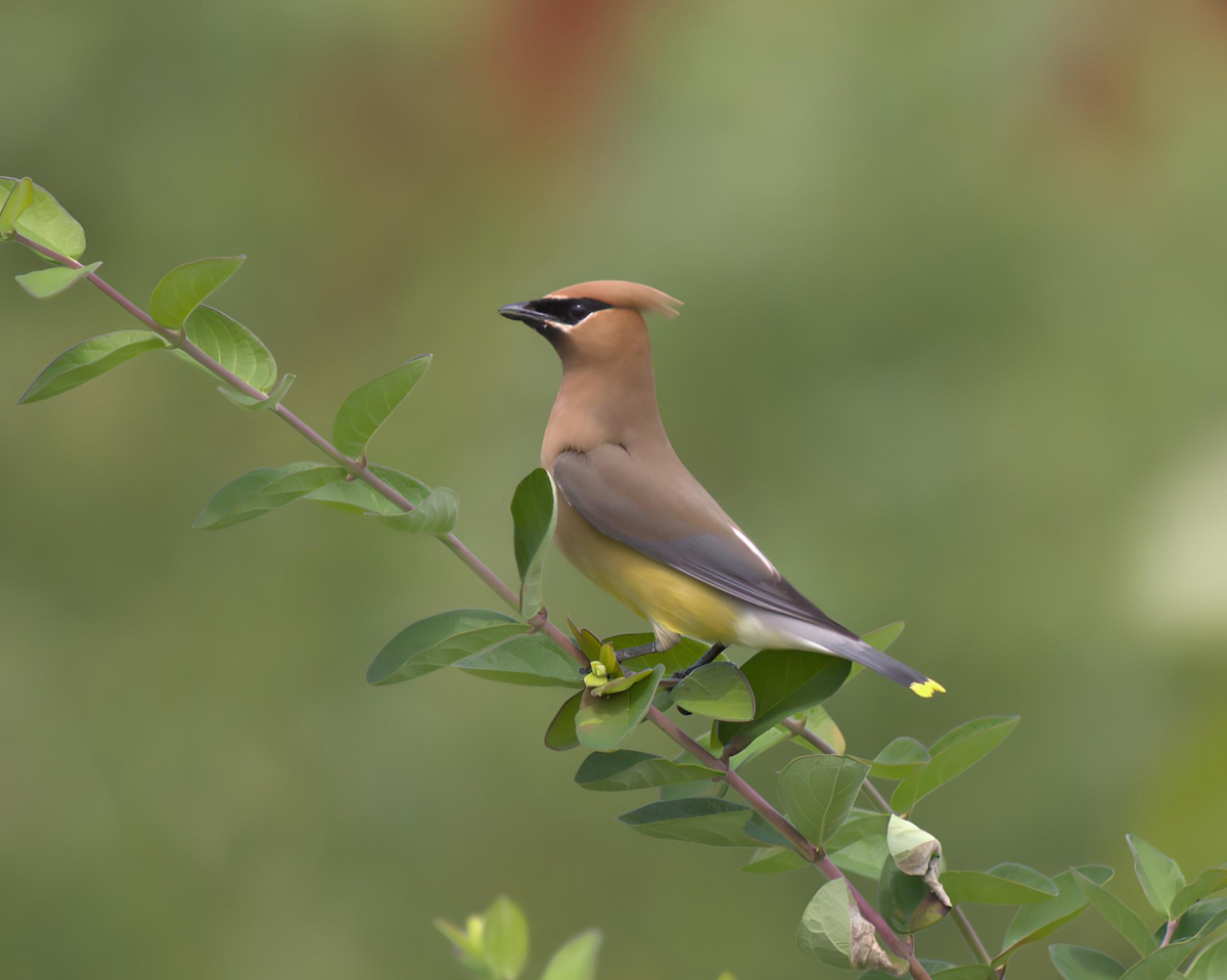 Cedar Waxwing - ML621879803