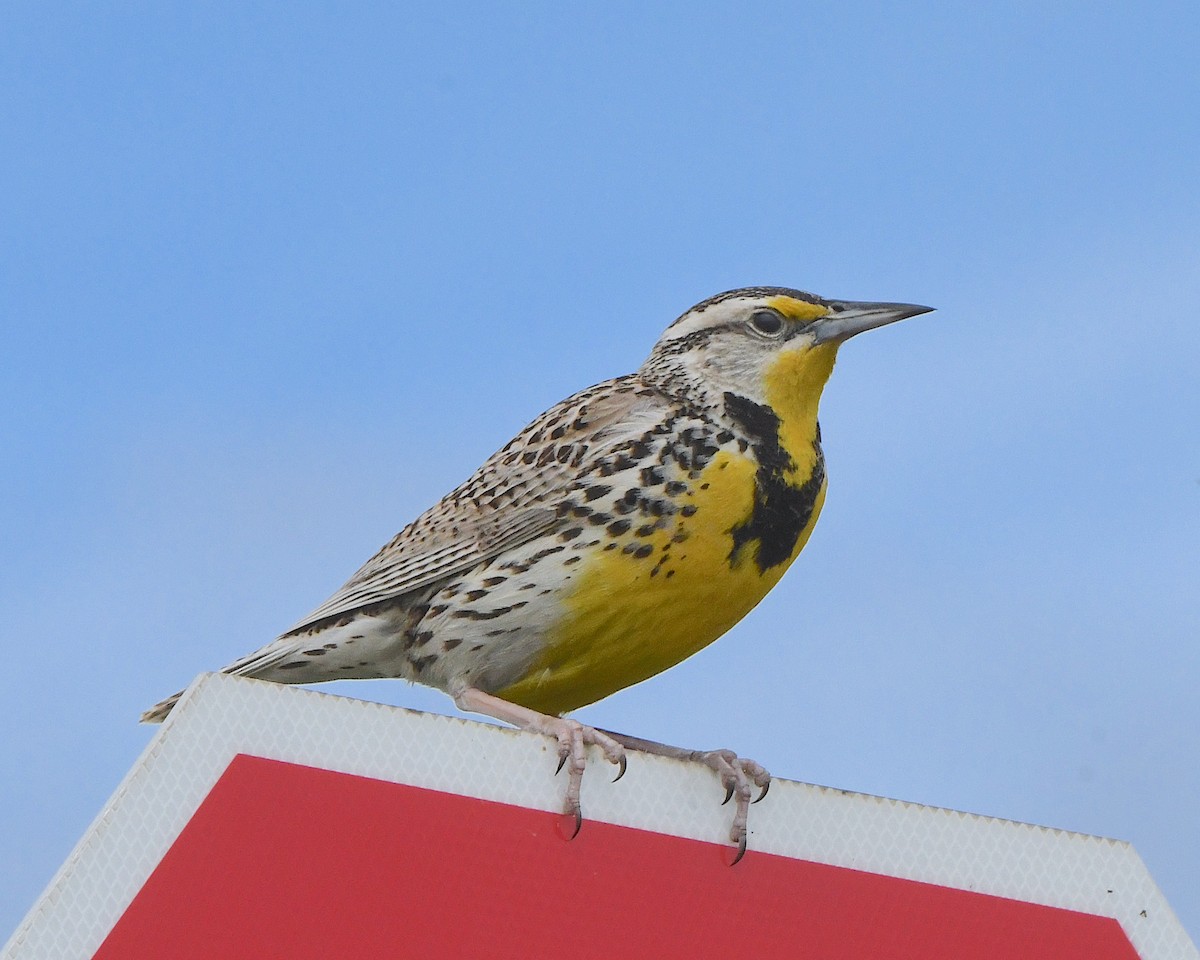 Western Meadowlark - ML621879813