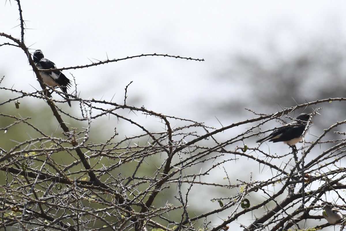 Magpie Starling - ML621879825