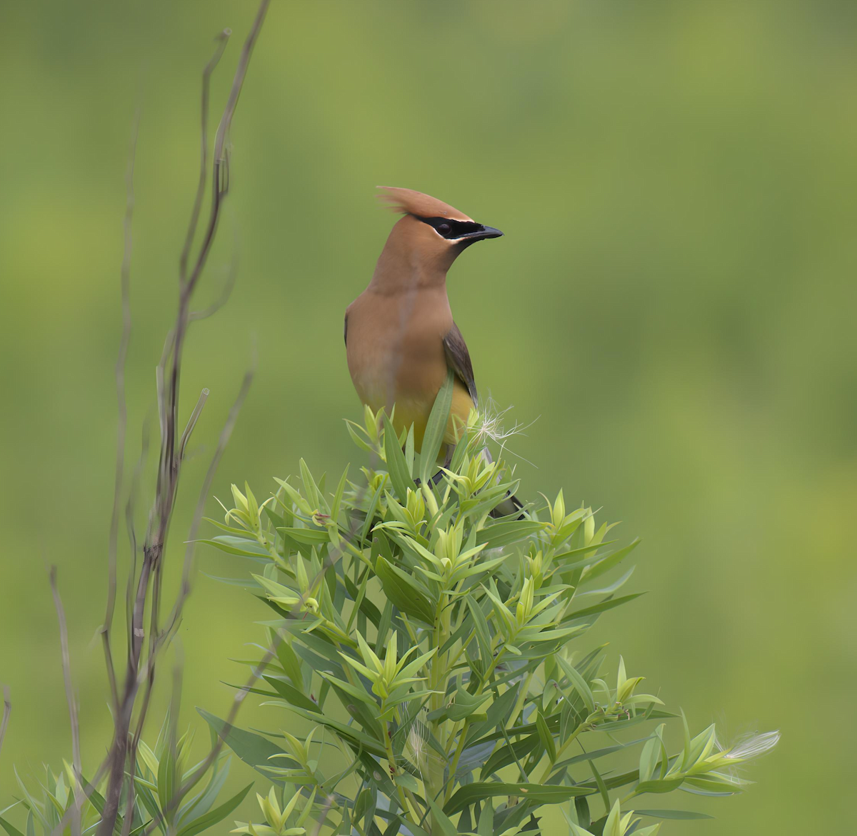 Cedar Waxwing - ML621879828