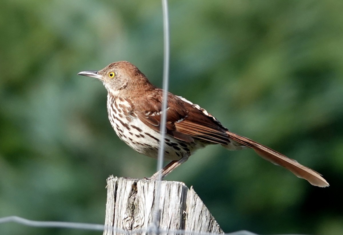 Brown Thrasher - ML621879829