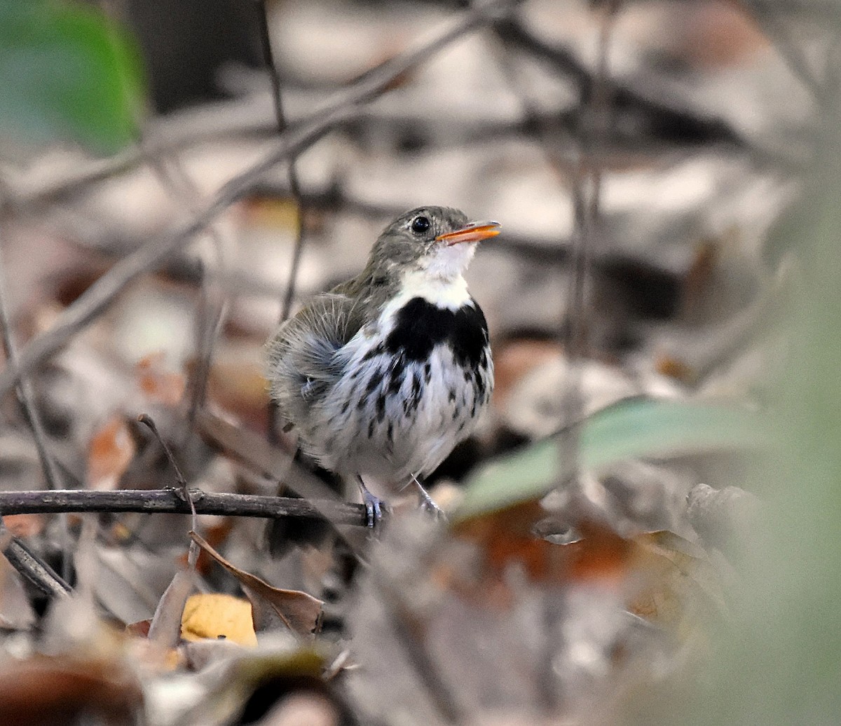 Southern Antpipit - Giusepe Donato