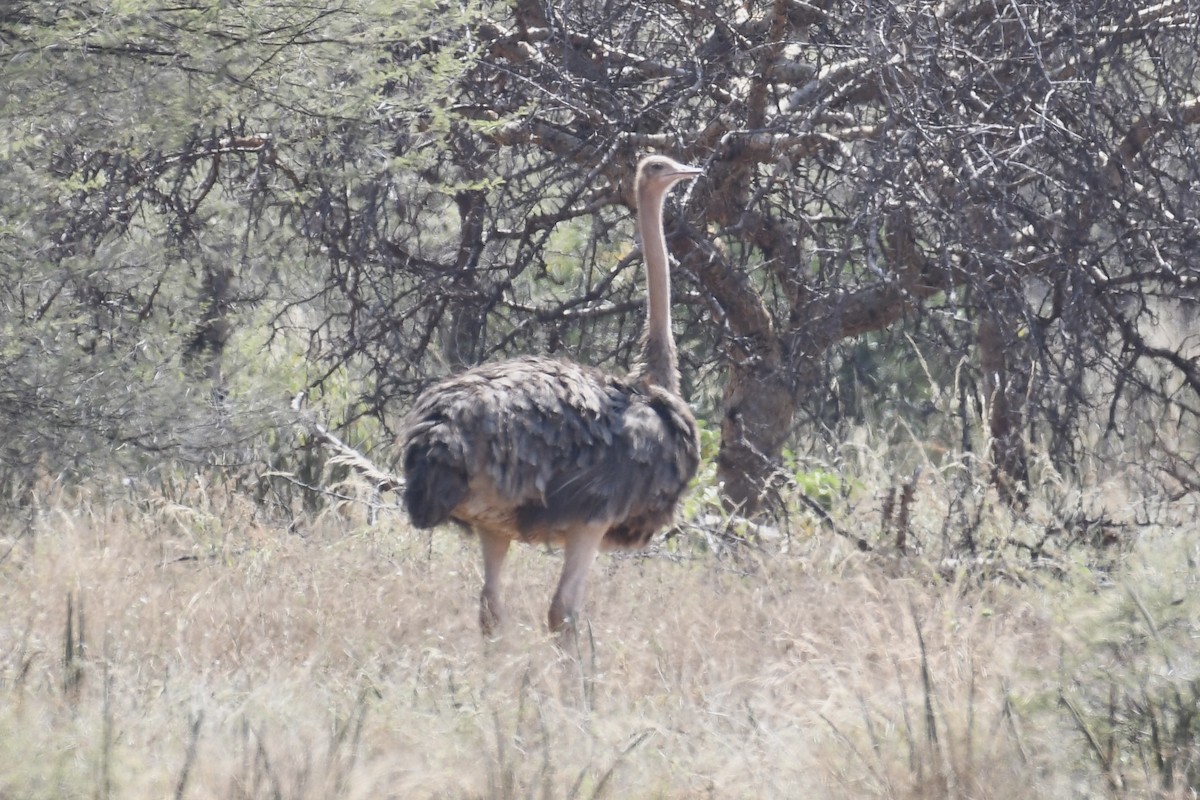 Somali Ostrich - ML621879840
