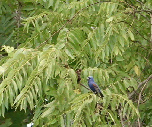 Blue Grosbeak - ML621879841