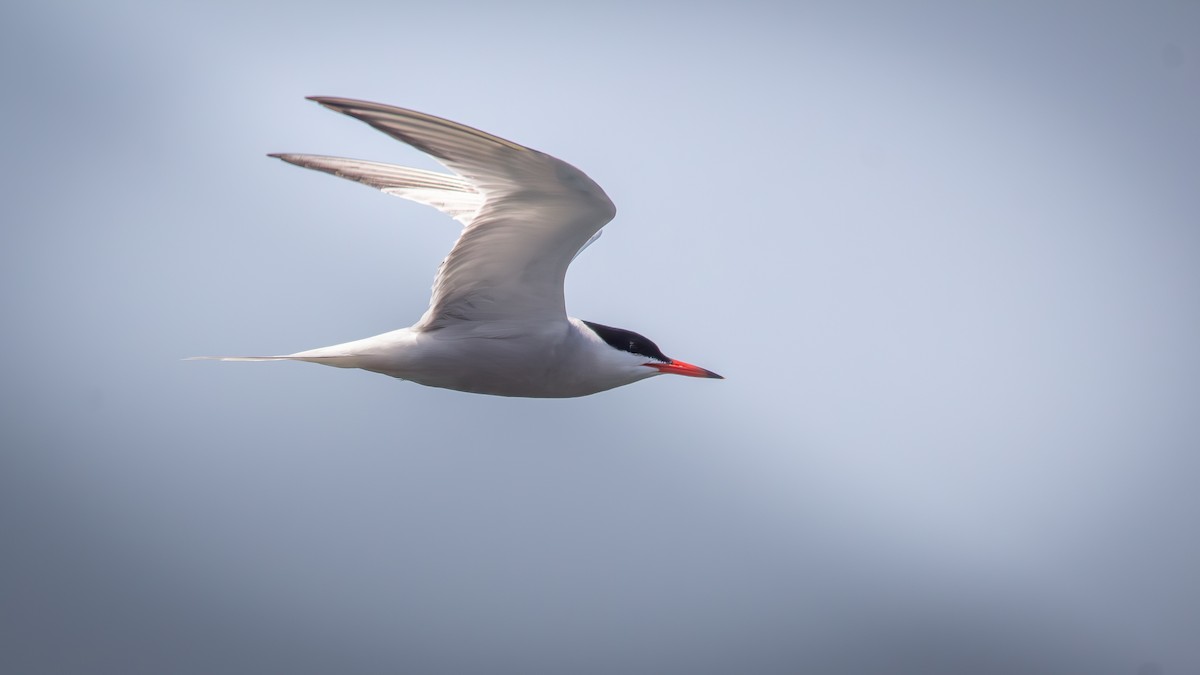 Common Tern - ML621879843