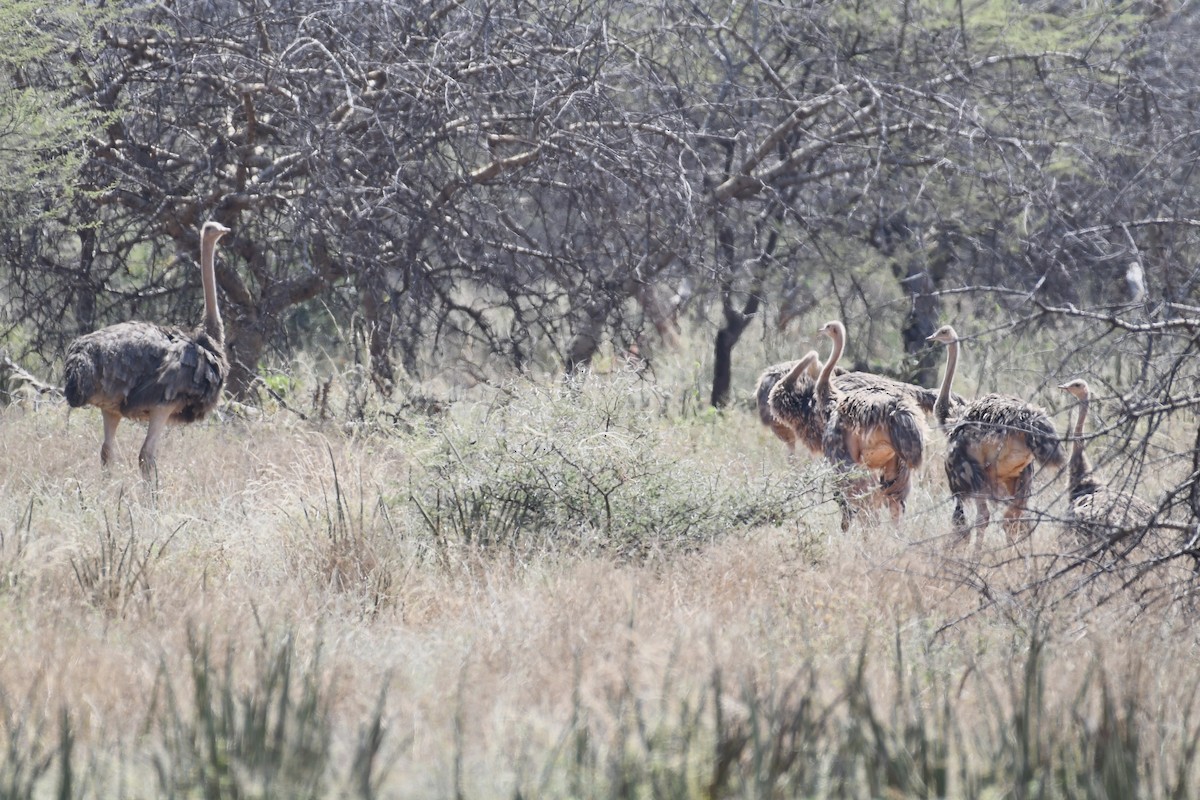 Somali Ostrich - ML621879845