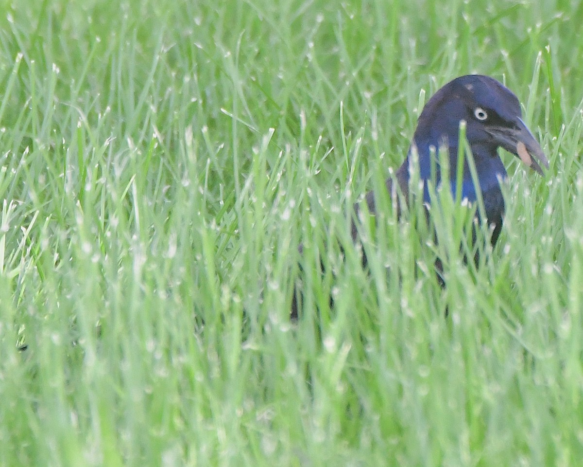 Common Grackle - ML621879849