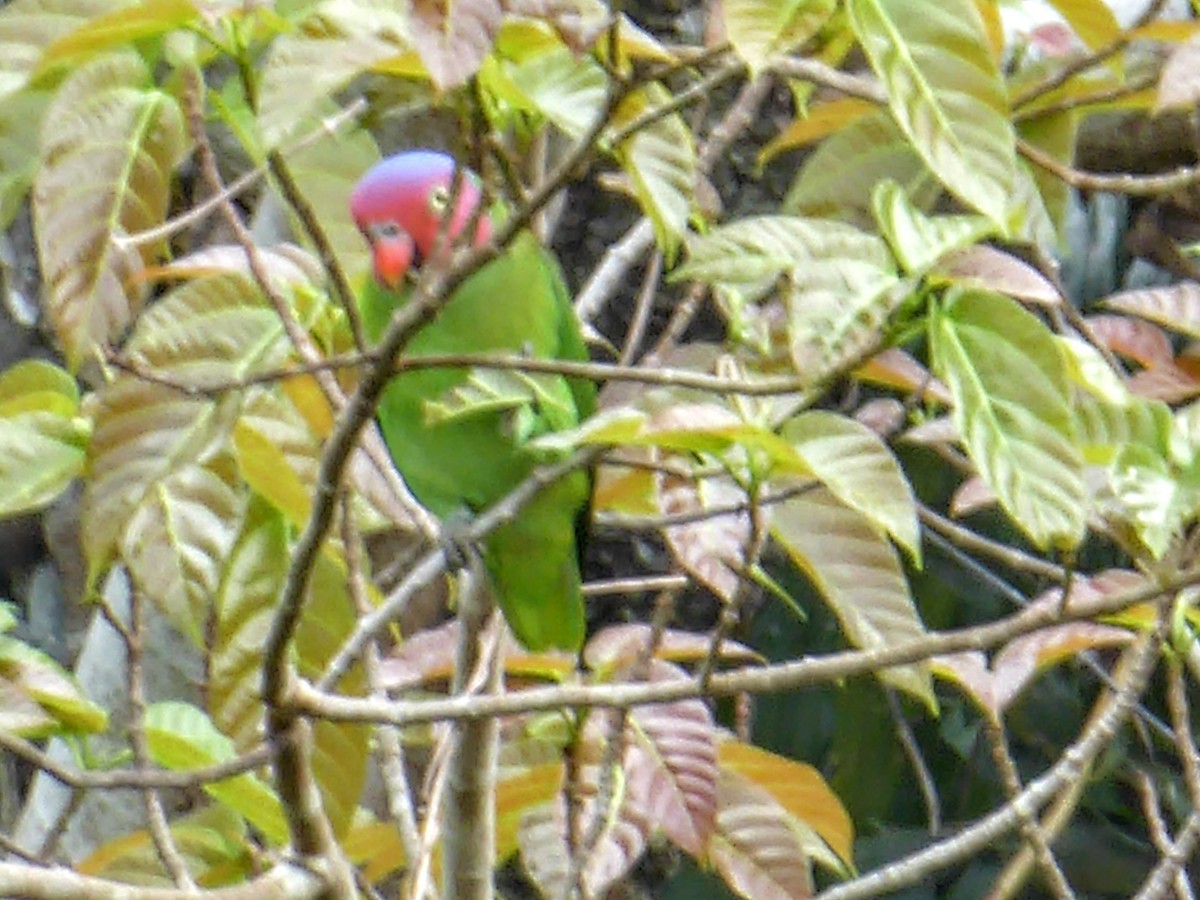 Red-cheeked Parrot - ML621879868